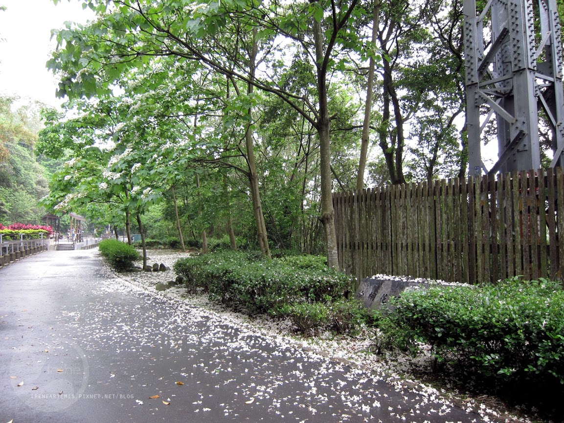 桃園景點 | 遊三坑老街賞 桐花 ．原來雨天也是賞桐天 / 石門大圳自行車路線賞桐 / 可搭乘台灣好行