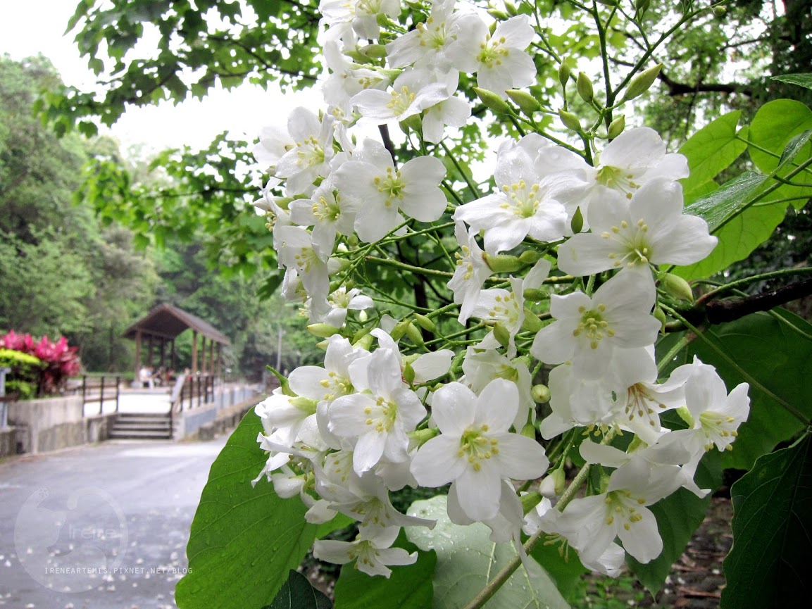 桃園景點 | 遊三坑老街賞 桐花 ．原來雨天也是賞桐天 / 石門大圳自行車路線賞桐 / 可搭乘台灣好行