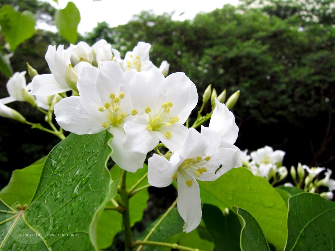 桃園景點 | 遊三坑老街賞 桐花 ．原來雨天也是賞桐天 / 石門大圳自行車路線賞桐 / 可搭乘台灣好行