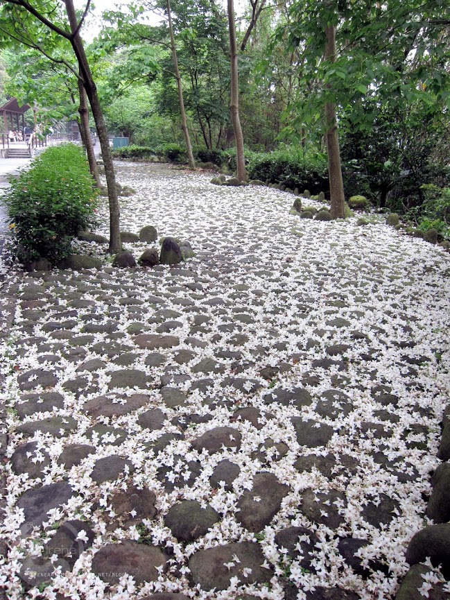 桃園景點 | 遊三坑老街賞 桐花 ．原來雨天也是賞桐天 / 石門大圳自行車路線賞桐 / 可搭乘台灣好行