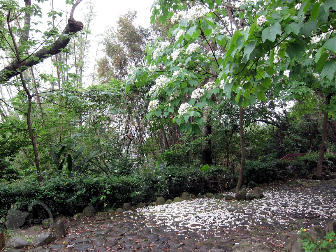 桃園景點 | 遊三坑老街賞 桐花 ．原來雨天也是賞桐天 / 石門大圳自行車路線賞桐 / 可搭乘台灣好行