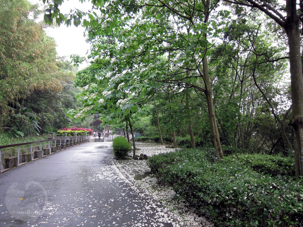 桃園景點 | 遊三坑老街賞 桐花 ．原來雨天也是賞桐天 / 石門大圳自行車路線賞桐 / 可搭乘台灣好行
