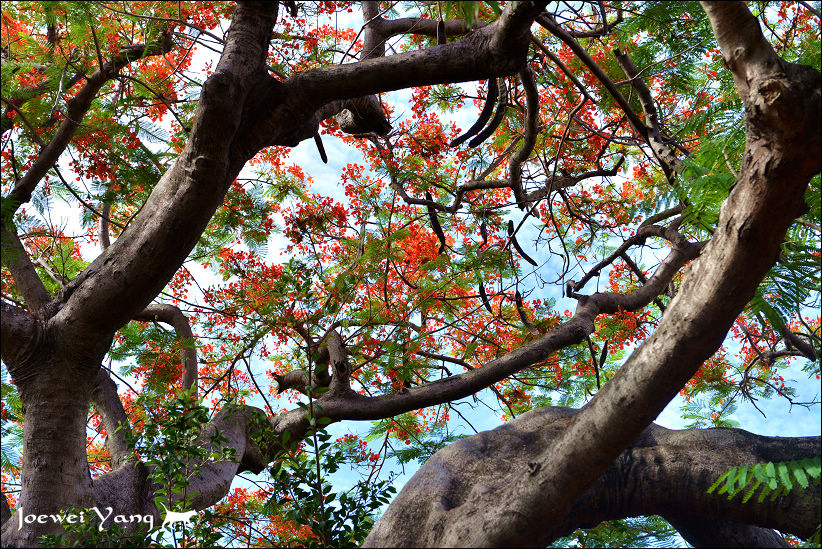 DSC_5694.JPG DSC_5694.JPG