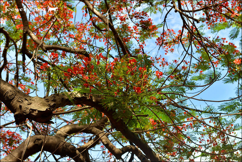 DSC_5690.JPG DSC_5690.JPG