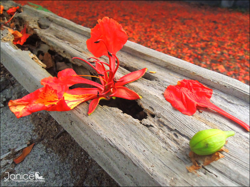 DSCN4631.JPG DSCN4631.JPG