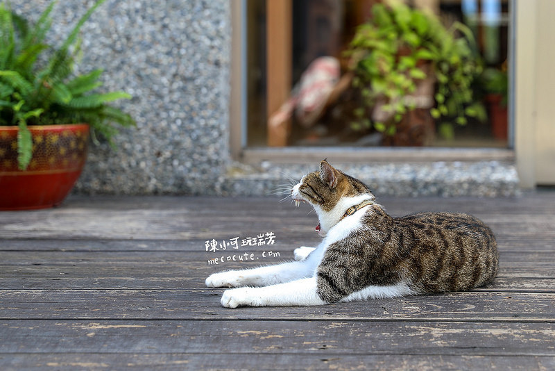 @陳小可的吃喝玩樂