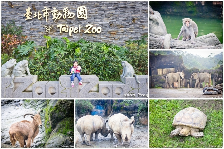 【吃喝．台北】浣熊主題咖啡館／穿越九千公里交給你～咖啡館+洗衣店／浣熊與牧羊犬萌店長融化你的心