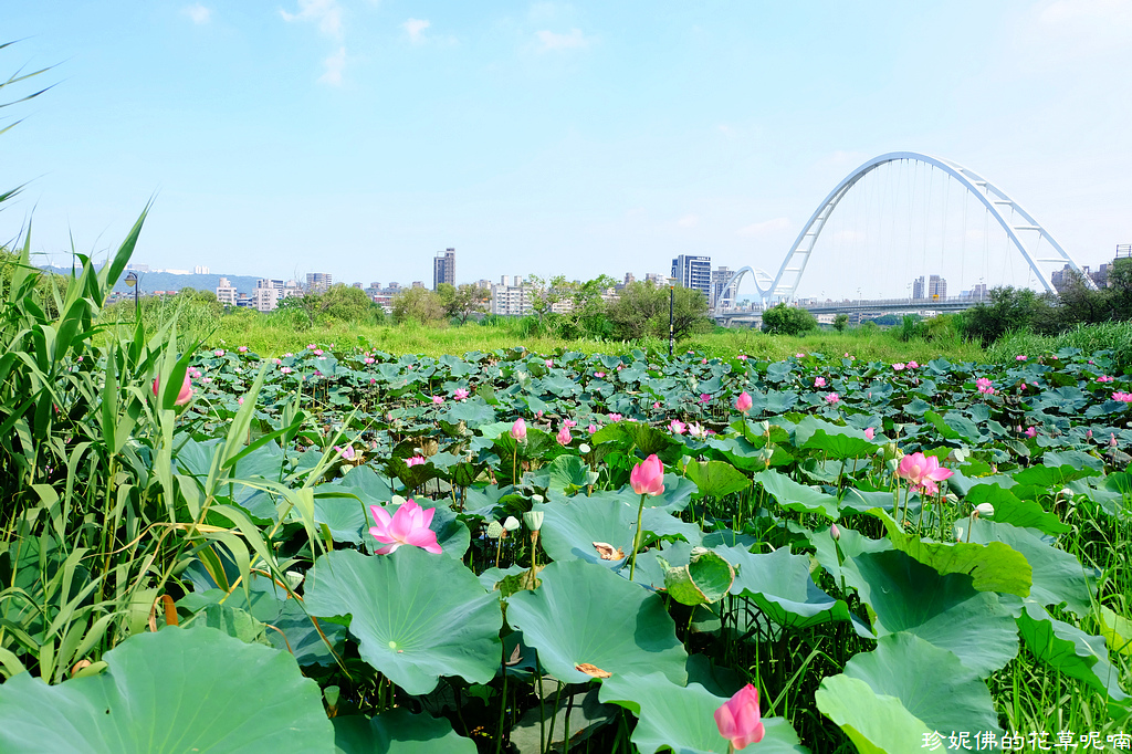 【新北-板桥区】2018新月桥荷花池赏荷记