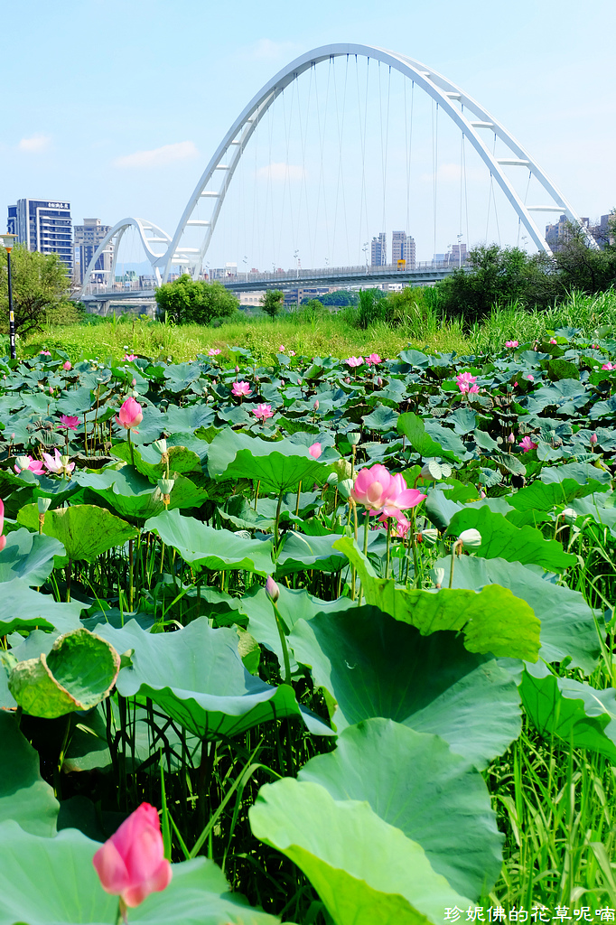 【新北-板桥区】2018新月桥荷花池赏荷记