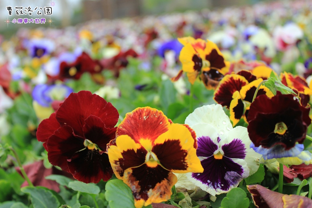 照片 244.jpg 照片 244.jpg