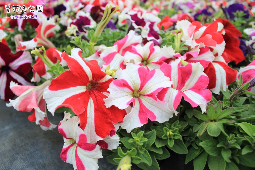 照片 237.jpg 照片 237.jpg