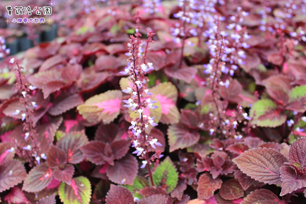 照片 212.jpg 照片 212.jpg