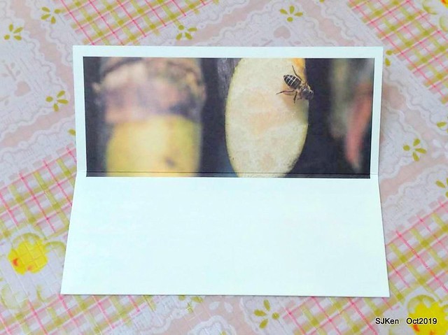 The pineapple cake at SunnyHill Taipei store, SJKen, Oct 18, 20192019.10.18                     微熱山丘台北民生公園店鳳梨酥與蜜豐糖脆蛋糕