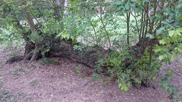桃城好好玩 嘉義一日遊，嘉義公園、阿里山老火車、賑災紀念碑、12門古砲、有國徽的涼亭、孔廟與忠烈祠、嘉義市立棒球場