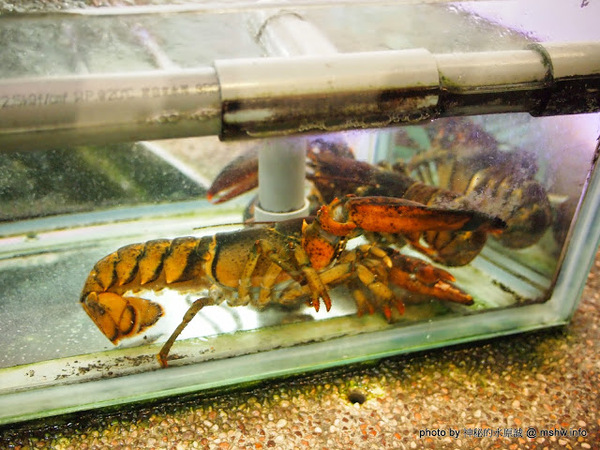 星時代風華會館：【食記】台中Star-Era 星時代風華會館.婚宴會館@西屯 : 桌菜體驗個人享受…與星星來個約會吧？