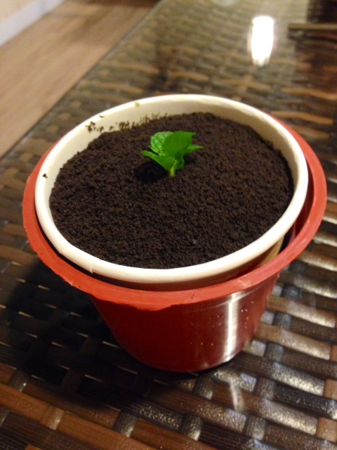 [中壢]Poppy Waffle 比利時鬆餅(中原店)~不甘不澀~~順口好吃!!