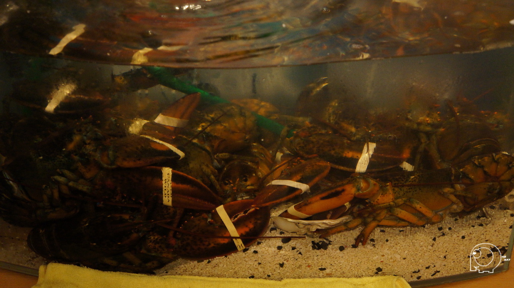 加拿大鮮活龍蝦