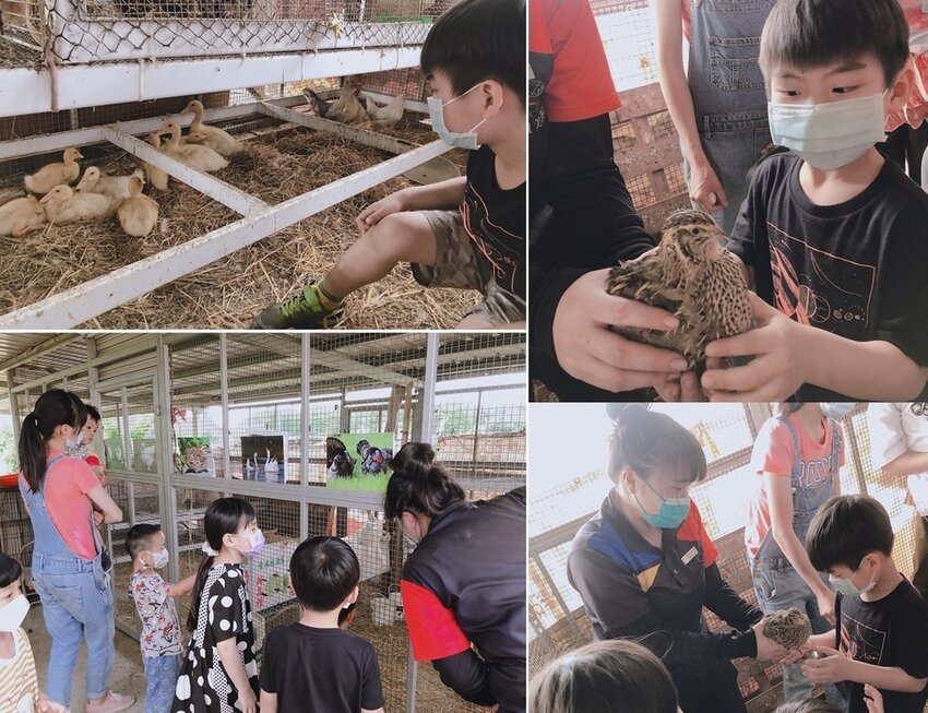 雞舍,鴨舍,鵪鶉.jpg 雞舍,鴨舍,鵪鶉.jpg