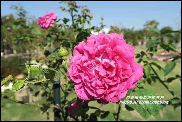 羅沙玫瑰莊園23.JPG