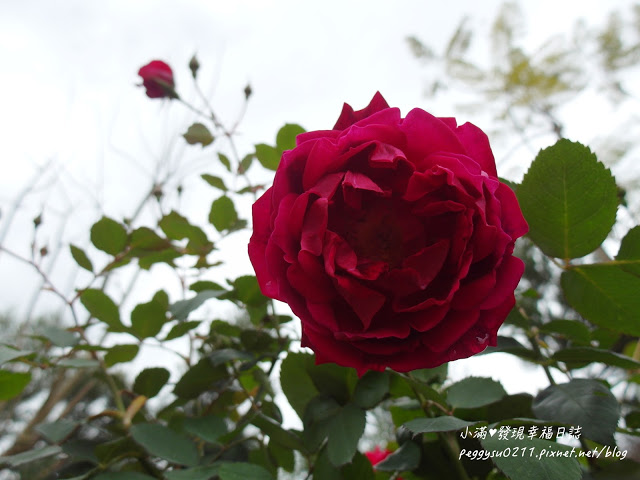 (雲林景點) 蘿莎玫瑰莊園Rosahill ❤ 古坑必遊!免入園費千株玫瑰芬芳滿園童話般的夢幻世界
