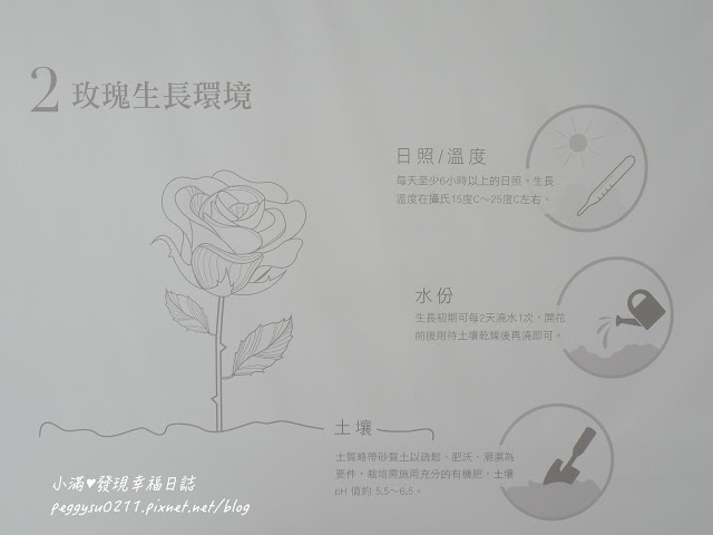 (雲林景點) 蘿莎玫瑰莊園Rosahill ❤ 古坑必遊!免入園費千株玫瑰芬芳滿園童話般的夢幻世界