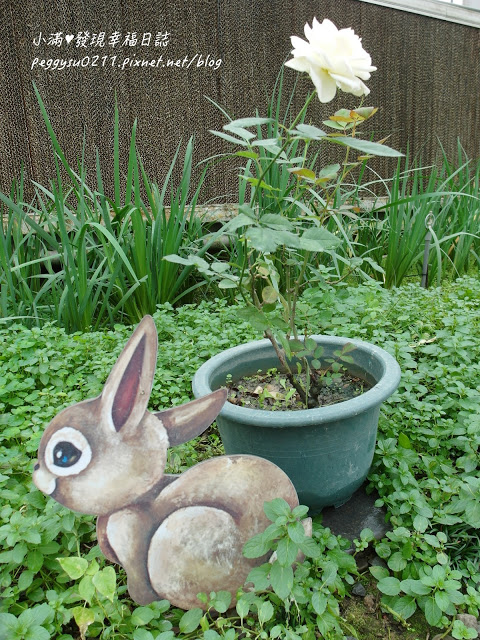 (雲林景點) 蘿莎玫瑰莊園Rosahill ❤ 古坑必遊!免入園費千株玫瑰芬芳滿園童話般的夢幻世界