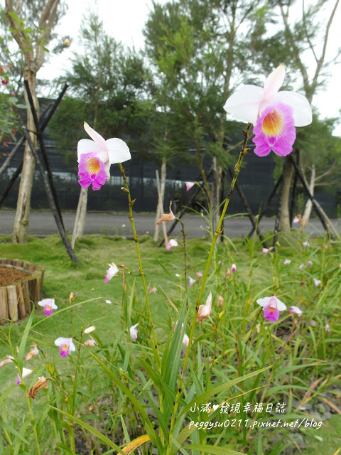 (雲林景點) 蘿莎玫瑰莊園Rosahill ❤ 古坑必遊!免入園費千株玫瑰芬芳滿園童話般的夢幻世界