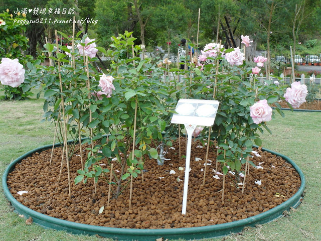 (雲林景點) 蘿莎玫瑰莊園Rosahill ❤ 古坑必遊!免入園費千株玫瑰芬芳滿園童話般的夢幻世界