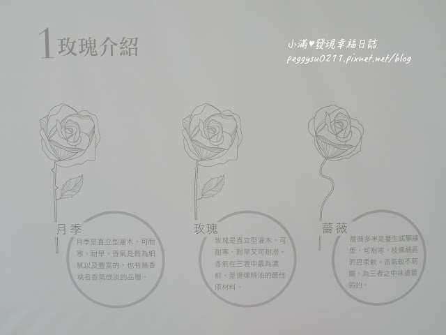 (雲林景點) 蘿莎玫瑰莊園Rosahill ❤ 古坑必遊!免入園費千株玫瑰芬芳滿園童話般的夢幻世界