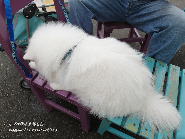 (雲林景點) 蘿莎玫瑰莊園Rosahill ❤ 古坑必遊!免入園費千株玫瑰芬芳滿園童話般的夢幻世界
