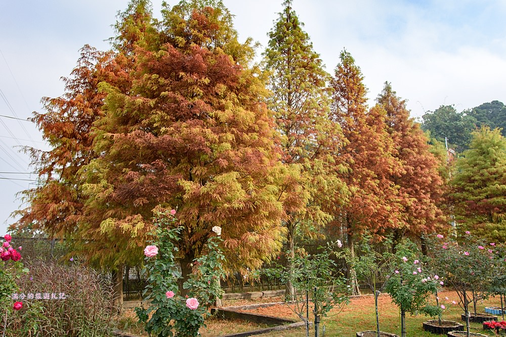 雲林古坑景點》蘿莎玫瑰莊園 免門票景點 南台灣最浪漫的雙心花園 情侶約會必訪 - 滿分的旅遊札記