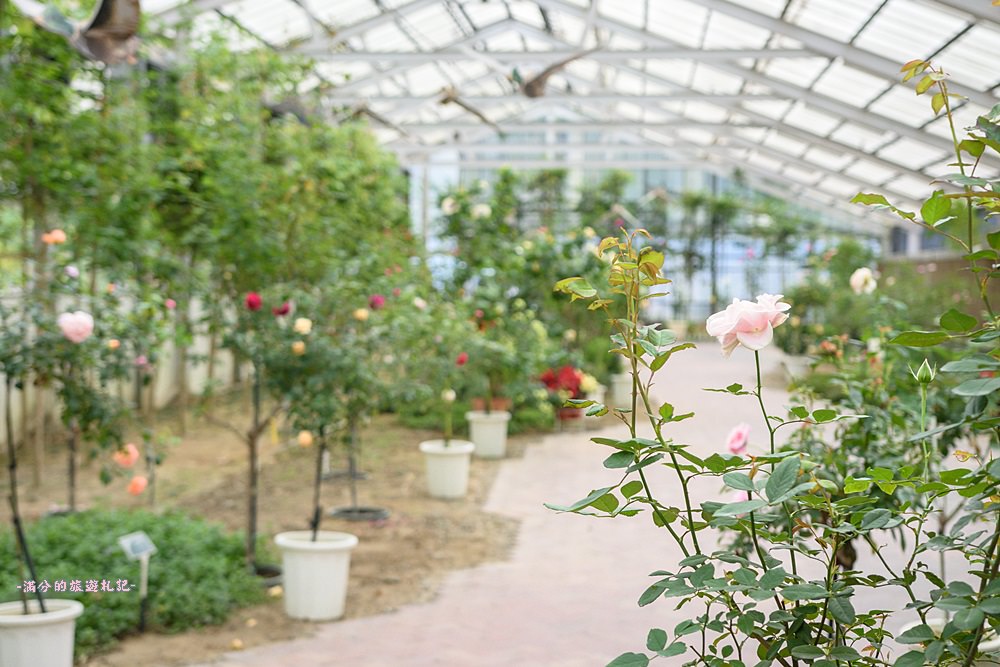 雲林古坑景點》蘿莎玫瑰莊園 免門票景點 南台灣最浪漫的雙心花園 情侶約會必訪 - 滿分的旅遊札記