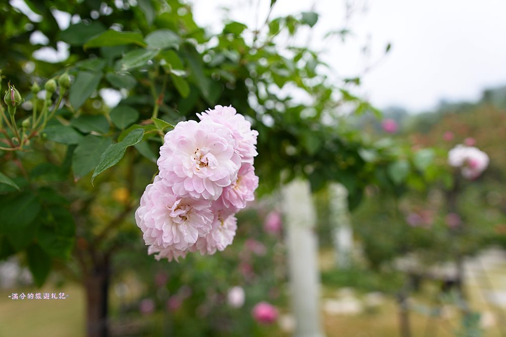 雲林古坑景點》蘿莎玫瑰莊園 免門票景點 南台灣最浪漫的雙心花園 情侶約會必訪 - 滿分的旅遊札記