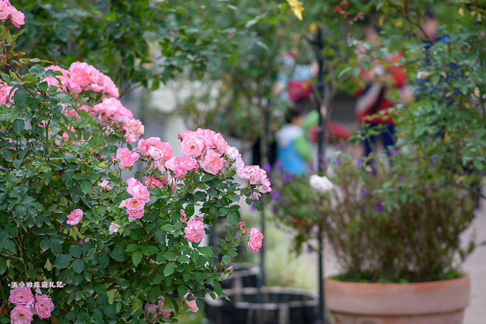 雲林古坑景點》蘿莎玫瑰莊園 免門票景點 南台灣最浪漫的雙心花園 情侶約會必訪 - 滿分的旅遊札記