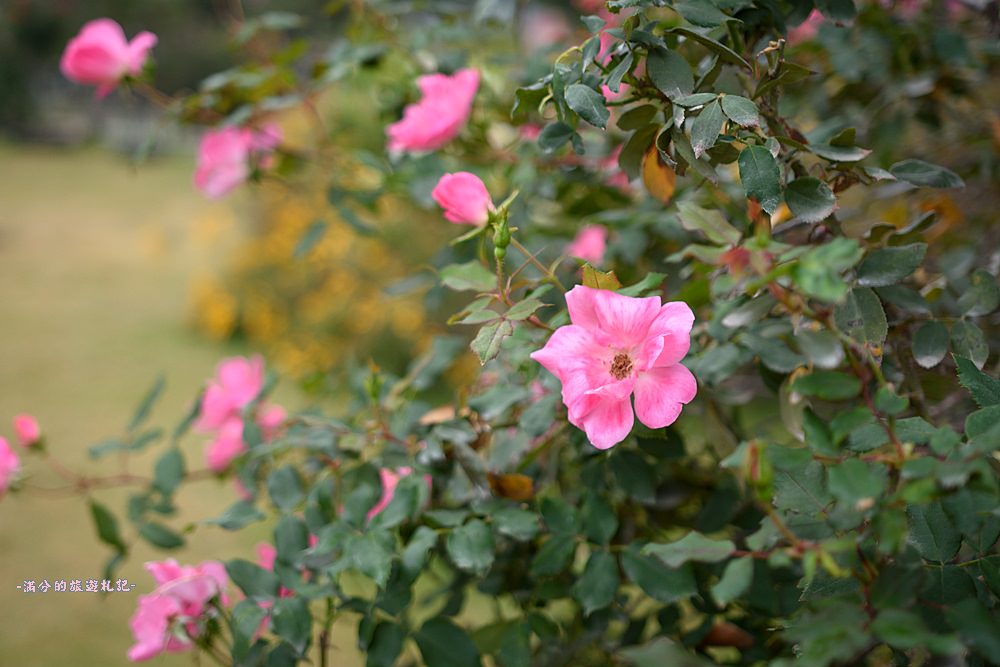 雲林古坑景點》蘿莎玫瑰莊園 免門票景點 南台灣最浪漫的雙心花園 情侶約會必訪 - 滿分的旅遊札記