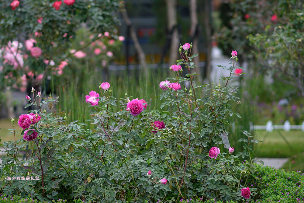 雲林古坑景點》蘿莎玫瑰莊園 免門票景點 南台灣最浪漫的雙心花園 情侶約會必訪 - 滿分的旅遊札記