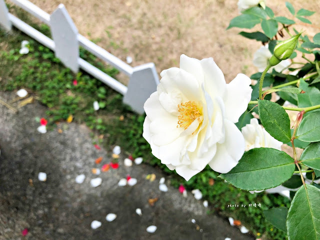 【雲林 古坑】Rosahill 蘿莎玫瑰山莊🌹🌹🌹免費觀光景點,內附停車場,玫瑰花大爆棚,園區充滿浪漫氛圍,假日來這裡走走,很是舒服💗