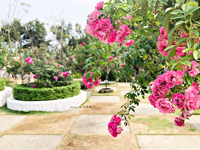 【雲林 古坑】Rosahill 蘿莎玫瑰山莊🌹🌹🌹免費觀光景點,內附停車場,玫瑰花大爆棚,園區充滿浪漫氛圍,假日來這裡走走,很是舒服💗