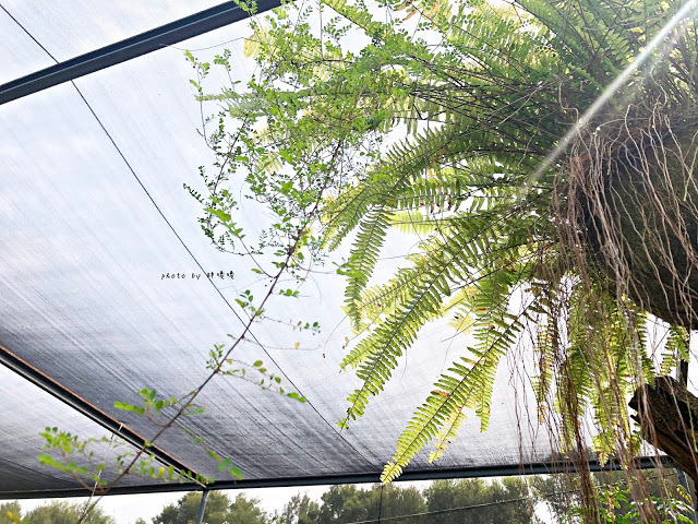 【雲林 古坑】Rosahill 蘿莎玫瑰山莊🌹🌹🌹免費觀光景點,內附停車場,玫瑰花大爆棚,園區充滿浪漫氛圍,假日來這裡走走,很是舒服💗