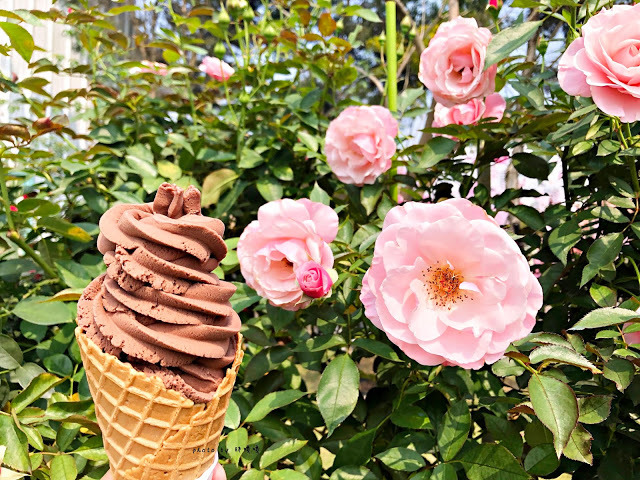 【雲林 古坑】Rosahill 蘿莎玫瑰山莊🌹🌹🌹免費觀光景點,內附停車場,玫瑰花大爆棚,園區充滿浪漫氛圍,假日來這裡走走,很是舒服💗