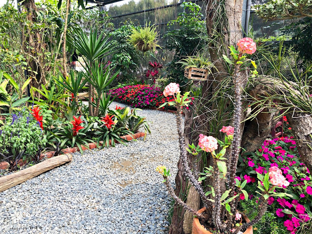 【雲林 古坑】Rosahill 蘿莎玫瑰山莊🌹🌹🌹免費觀光景點,內附停車場,玫瑰花大爆棚,園區充滿浪漫氛圍,假日來這裡走走,很是舒服💗