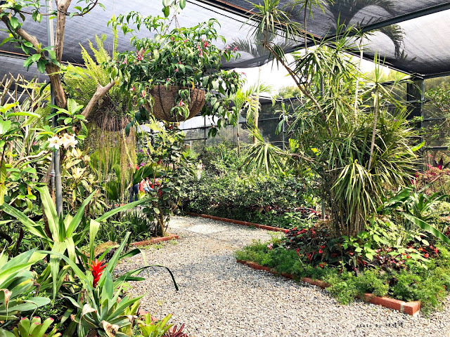 【雲林 古坑】Rosahill 蘿莎玫瑰山莊🌹🌹🌹免費觀光景點,內附停車場,玫瑰花大爆棚,園區充滿浪漫氛圍,假日來這裡走走,很是舒服💗