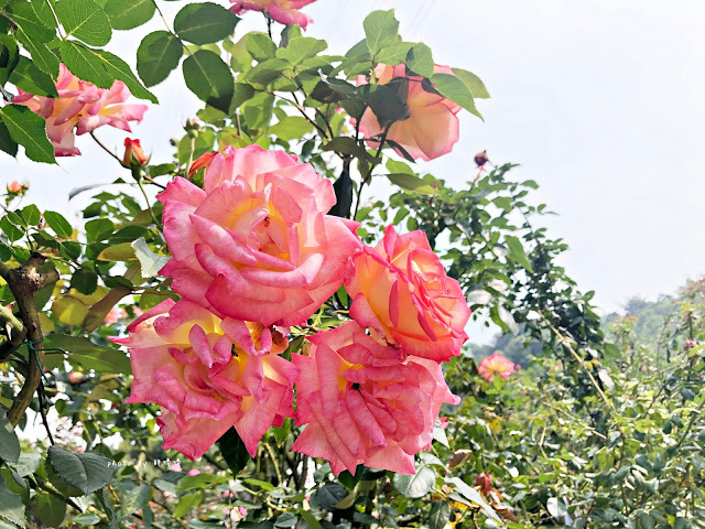 【雲林 古坑】Rosahill 蘿莎玫瑰山莊🌹🌹🌹免費觀光景點,內附停車場,玫瑰花大爆棚,園區充滿浪漫氛圍,假日來這裡走走,很是舒服💗