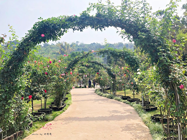 【雲林 古坑】Rosahill 蘿莎玫瑰山莊🌹🌹🌹免費觀光景點,內附停車場,玫瑰花大爆棚,園區充滿浪漫氛圍,假日來這裡走走,很是舒服💗