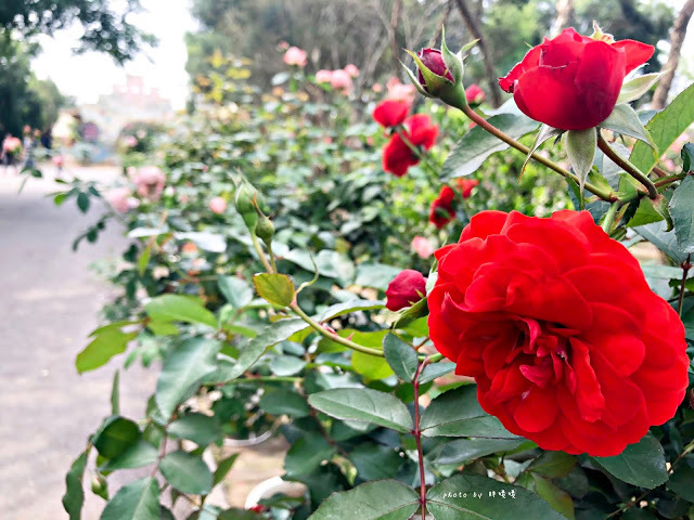 【雲林 古坑】Rosahill 蘿莎玫瑰山莊🌹🌹🌹免費觀光景點,內附停車場,玫瑰花大爆棚,園區充滿浪漫氛圍,假日來這裡走走,很是舒服💗