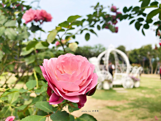 【雲林 古坑】Rosahill 蘿莎玫瑰山莊🌹🌹🌹免費觀光景點,內附停車場,玫瑰花大爆棚,園區充滿浪漫氛圍,假日來這裡走走,很是舒服💗