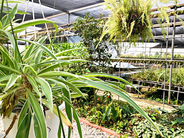 【雲林 古坑】Rosahill 蘿莎玫瑰山莊🌹🌹🌹免費觀光景點,內附停車場,玫瑰花大爆棚,園區充滿浪漫氛圍,假日來這裡走走,很是舒服💗