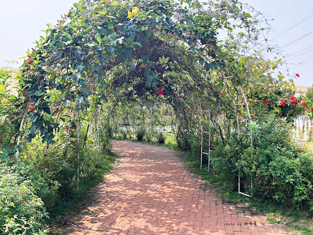 【雲林 古坑】Rosahill 蘿莎玫瑰山莊🌹🌹🌹免費觀光景點,內附停車場,玫瑰花大爆棚,園區充滿浪漫氛圍,假日來這裡走走,很是舒服💗