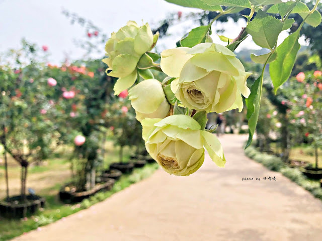 【雲林 古坑】Rosahill 蘿莎玫瑰山莊🌹🌹🌹免費觀光景點,內附停車場,玫瑰花大爆棚,園區充滿浪漫氛圍,假日來這裡走走,很是舒服💗