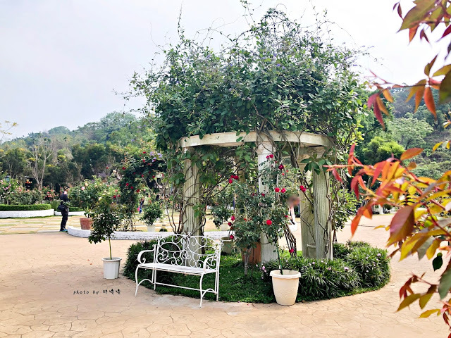 【雲林 古坑】Rosahill 蘿莎玫瑰山莊🌹🌹🌹免費觀光景點,內附停車場,玫瑰花大爆棚,園區充滿浪漫氛圍,假日來這裡走走,很是舒服💗